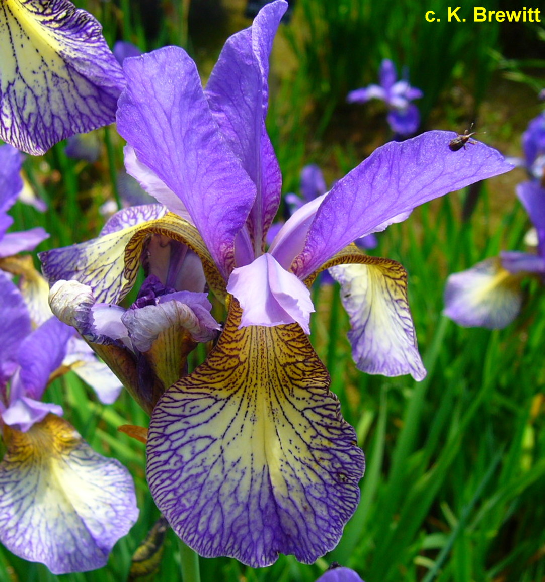 Iris sibirica 'Pennywhistle'